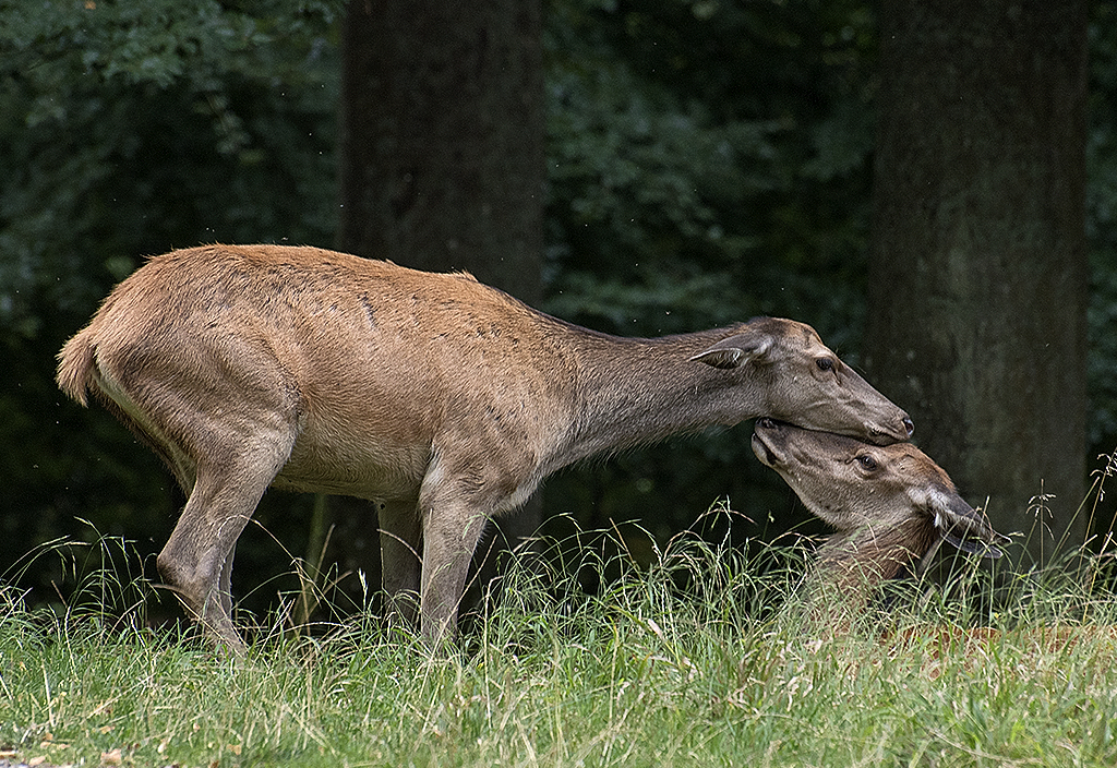 Bayern 08 - 2016_KA71127-1 Kopie.jpg - Die Rehe kamen nach anfänglicher Scheu bis auf ein paar Meter an uns heran